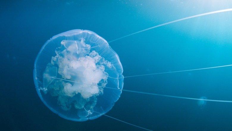 Voyage of Time: Life's Journey image