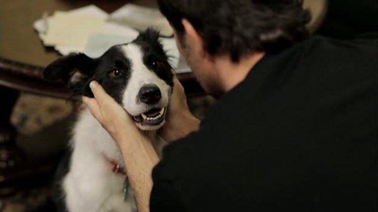 Angel Dog image