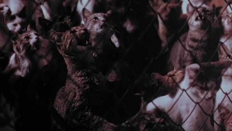 The Night of a Thousand Cats image