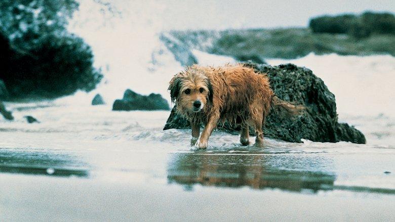 Benji the Hunted image