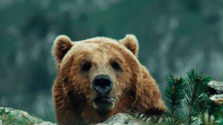 The Bear image