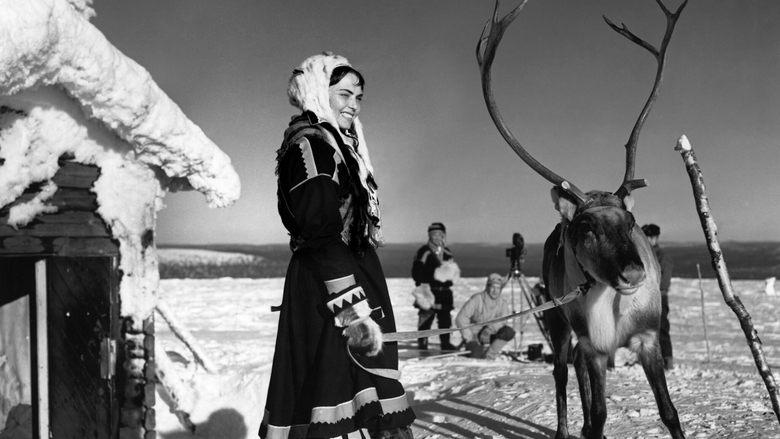 The White Reindeer image