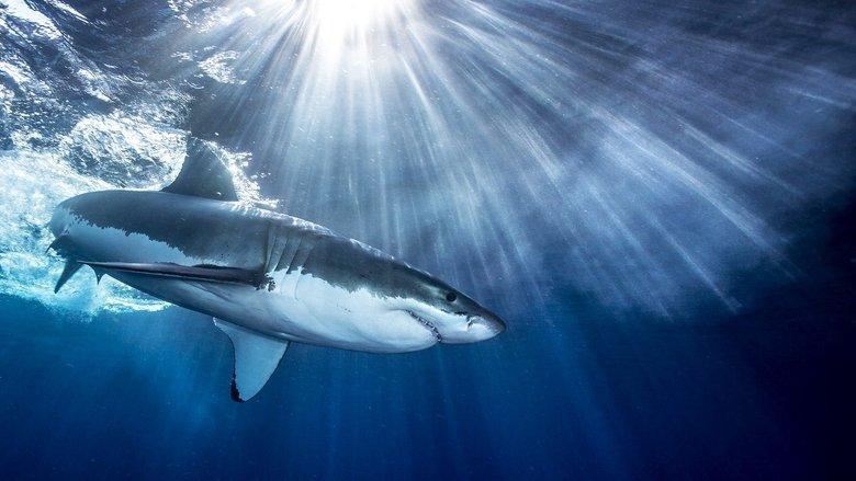 Shark image