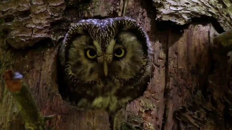 Owls: Masters of the Night image