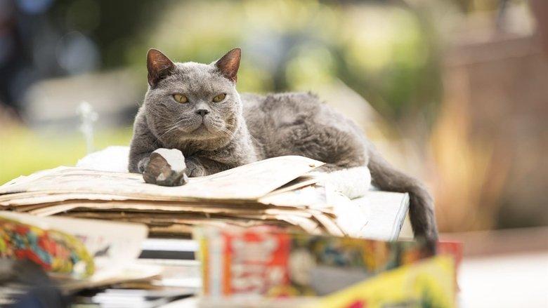 Murder of a Cat image