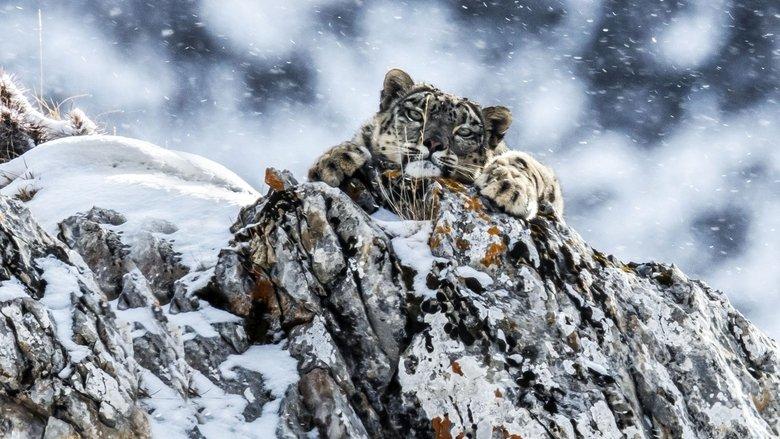 The Frozen Kingdom of the Snow Leopard image