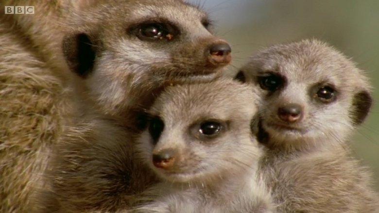 Animal Super Parents image