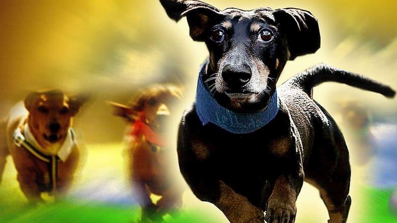 Wiener Dog Nationals image