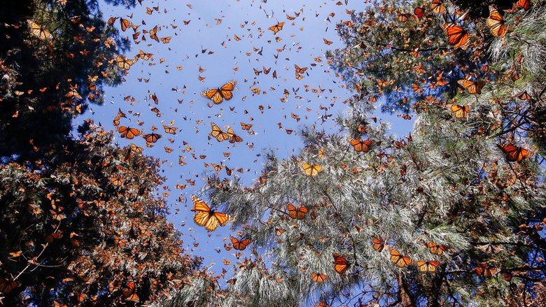 Flight of the Butterflies image
