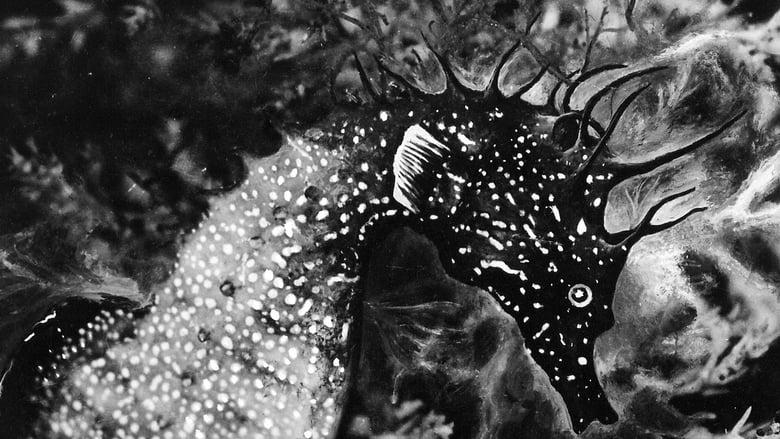 The Sea Horse image