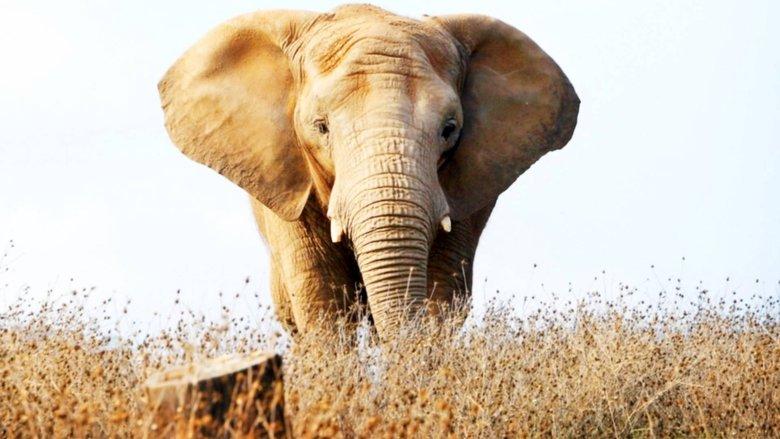 An Apology to Elephants image