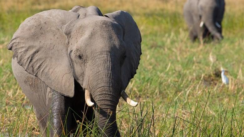Elephant image