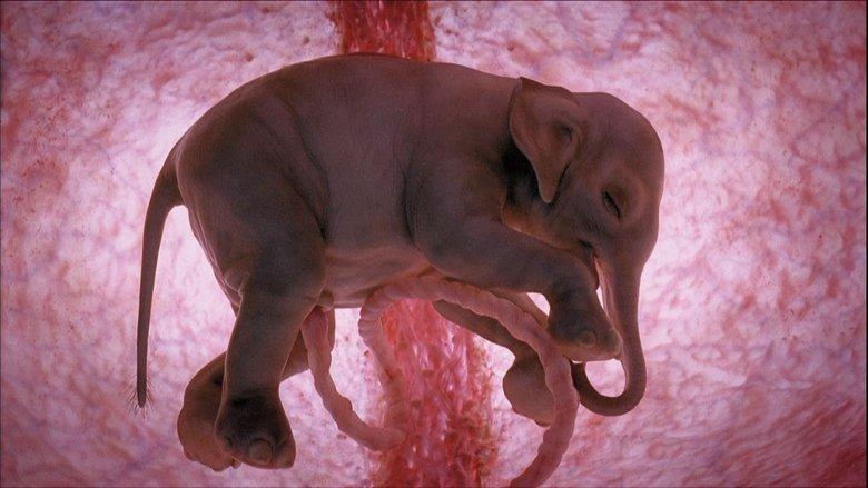 In The Womb: Animals image