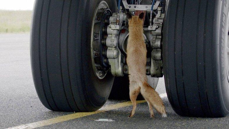 Airport Animal Stories image