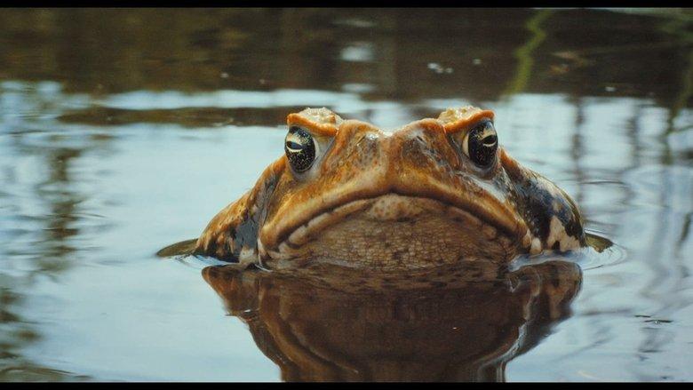 Cane Toads: The Conquest image