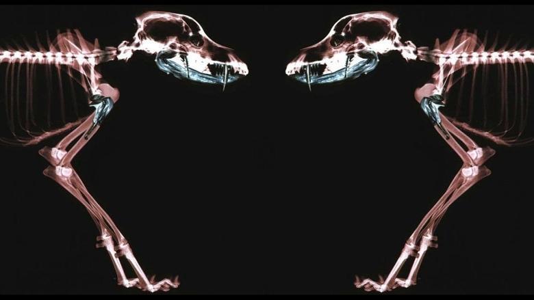 Rottweiler image