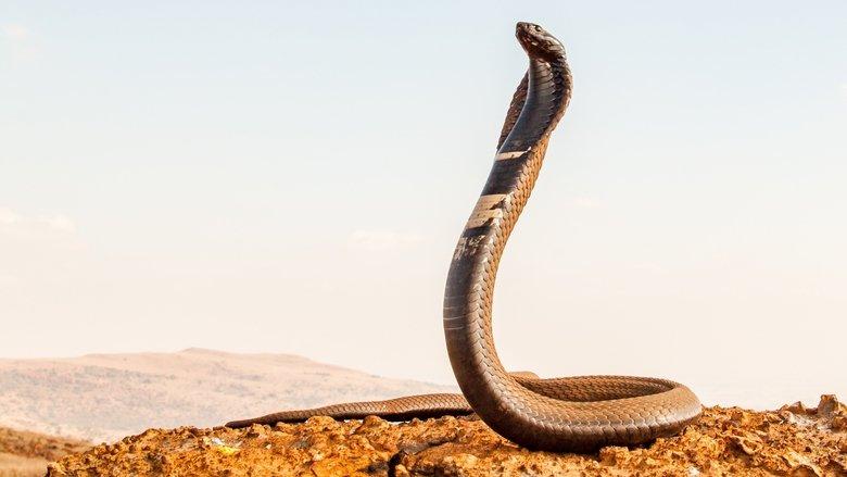 Extreme Snakes image