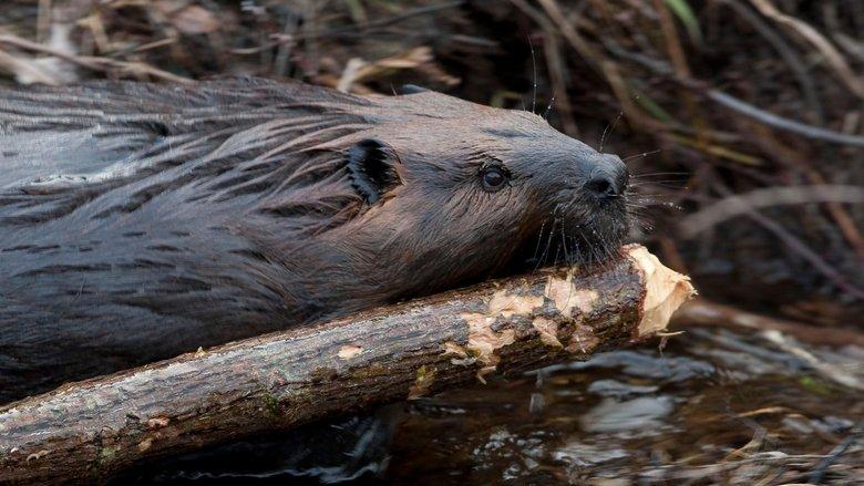 Leave it to Beavers image