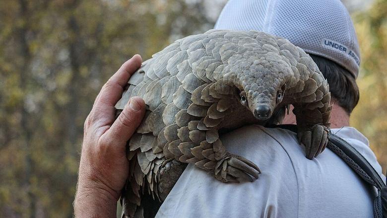 Pangolin: Kulu's Journey image