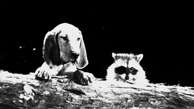 The Hound That Thought He Was a Raccoon image