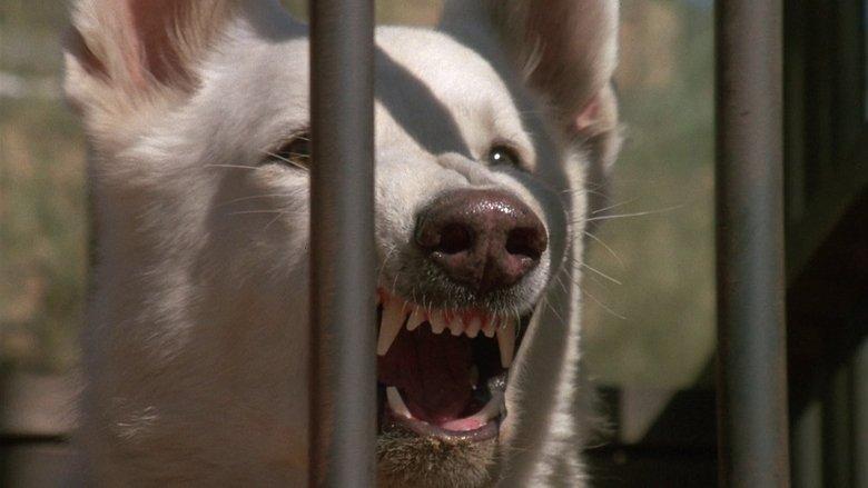White Dog image