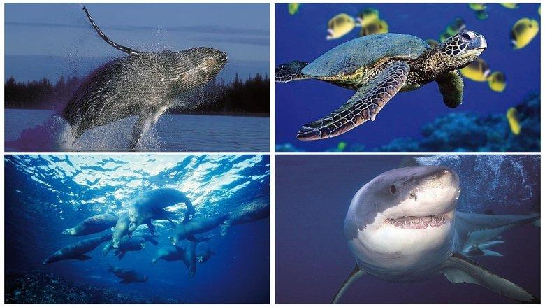 Discover Planet Ocean image