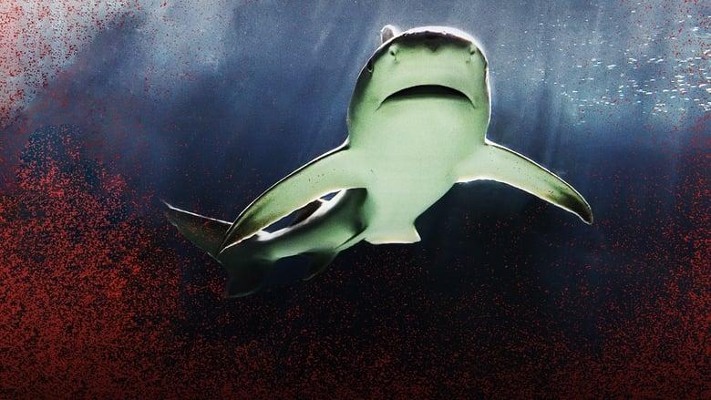 Raging Bull Shark image