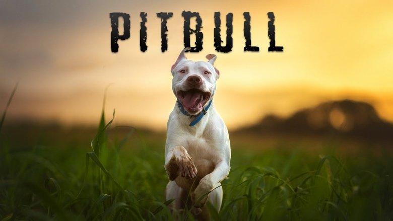 Pitbull image
