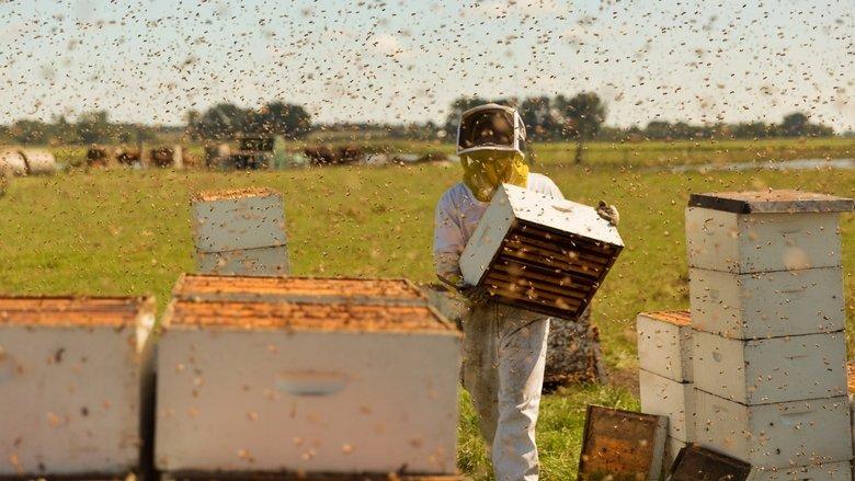 The Pollinators image
