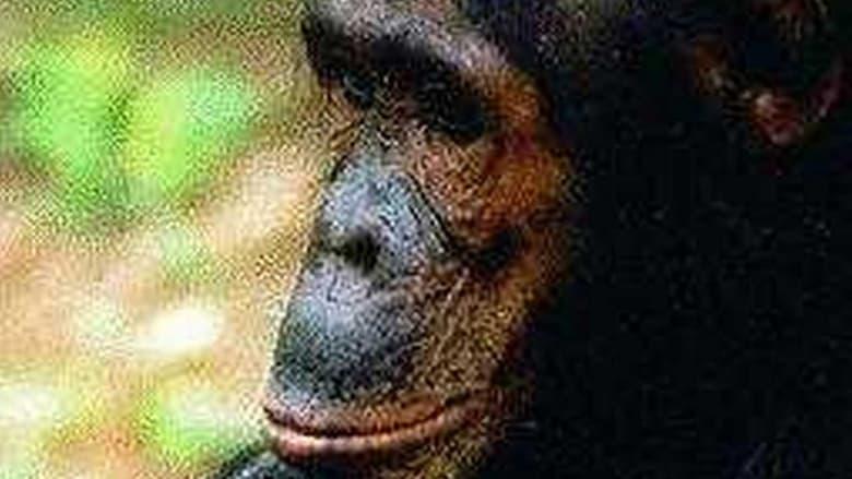 People of the Forest: The Chimps of Gombe image