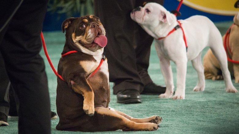 The 2018 American Rescue Dog Show image
