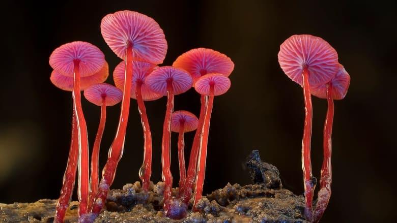 Fungi: The Web of Life image
