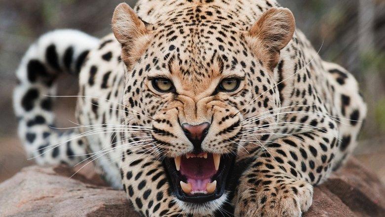 The End of the Big Cats image