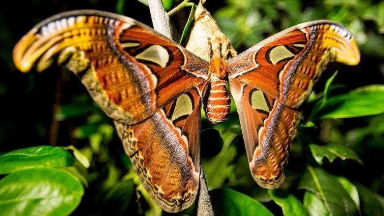 Incredible Insects image