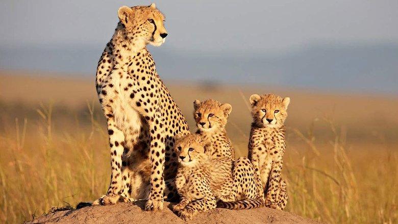 African Cats image