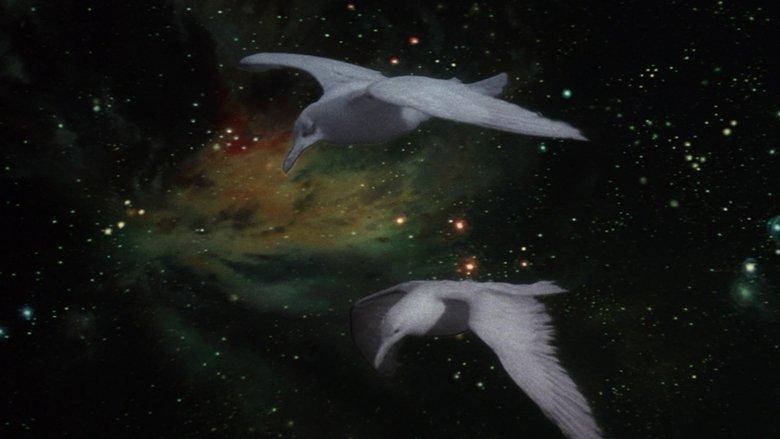Jonathan Livingston Seagull image