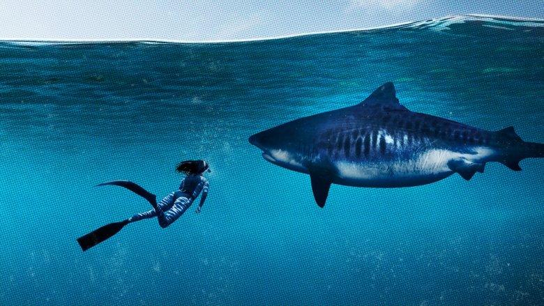 World's Biggest Tiger Shark image