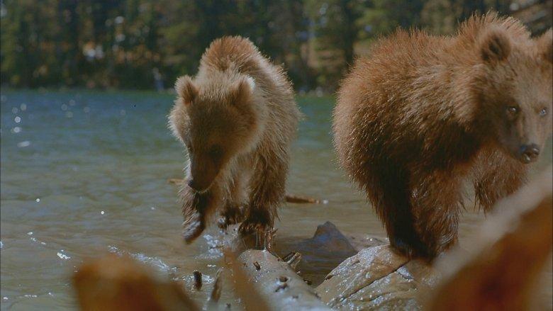 Bears image