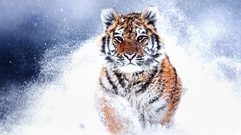 Russia's Wild Tiger image
