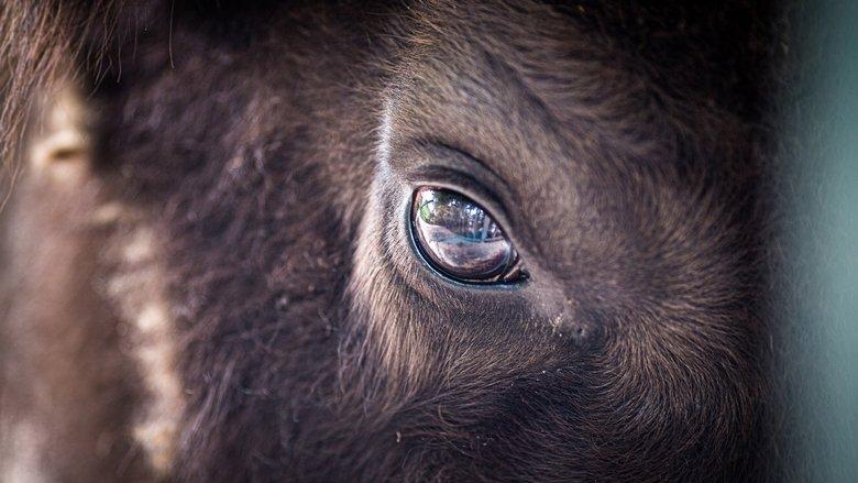 Europe's New Wild image