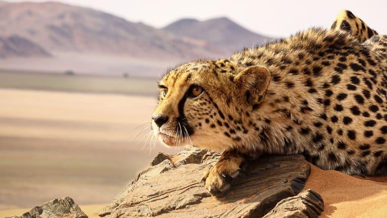Big Cats: An Amazing Animal Family image