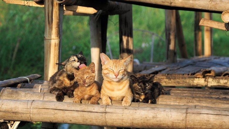 Mitsuaki Iwago's World “Cats” Travelogue image