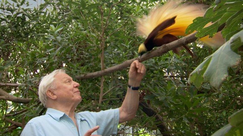 Attenborough's Paradise Birds image