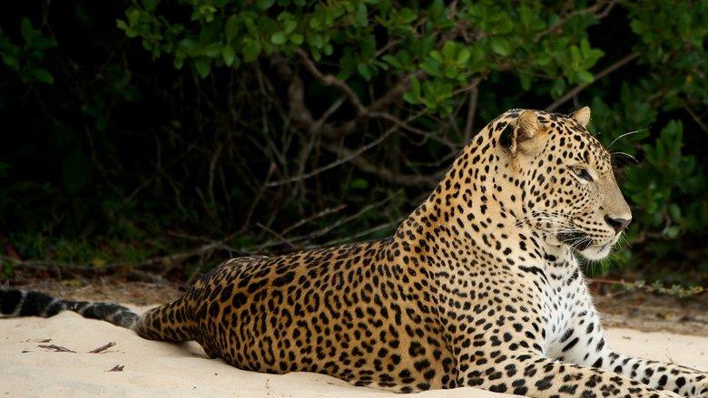Wild Sri Lanka image