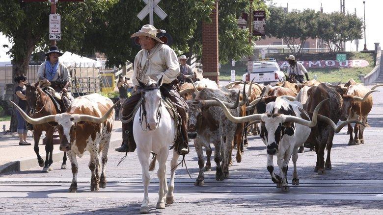 Adventures of Bailey: A Night in Cowtown image