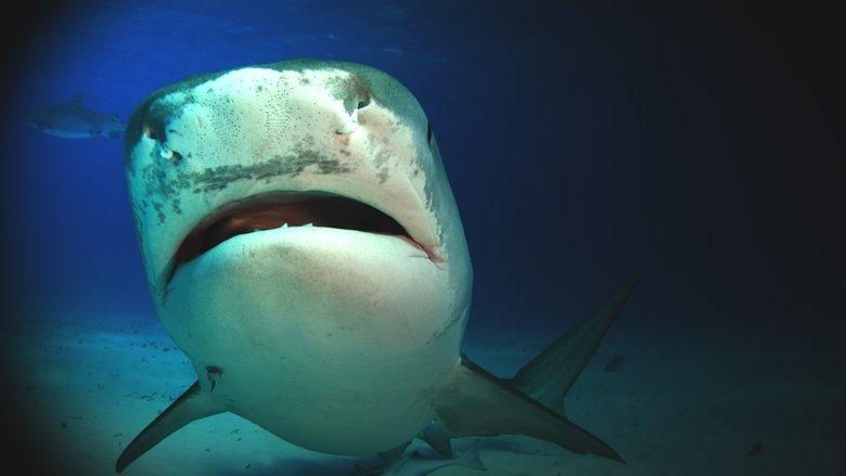 Shark Attack Experiment Live image