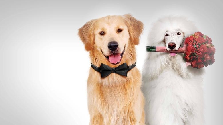 A Christmas Wedding Tail image