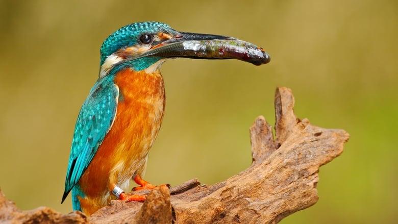 Wilder Than Wilderness image