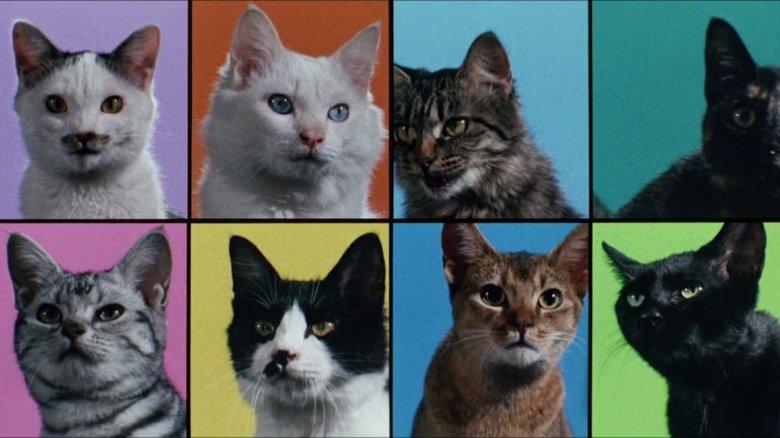 Cats on Park Avenue image