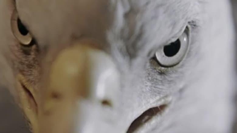 The Animal That Therefore I Am image